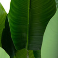 Planta artificiala Tropical Zone, Homla, 90 cm, plastic, verde