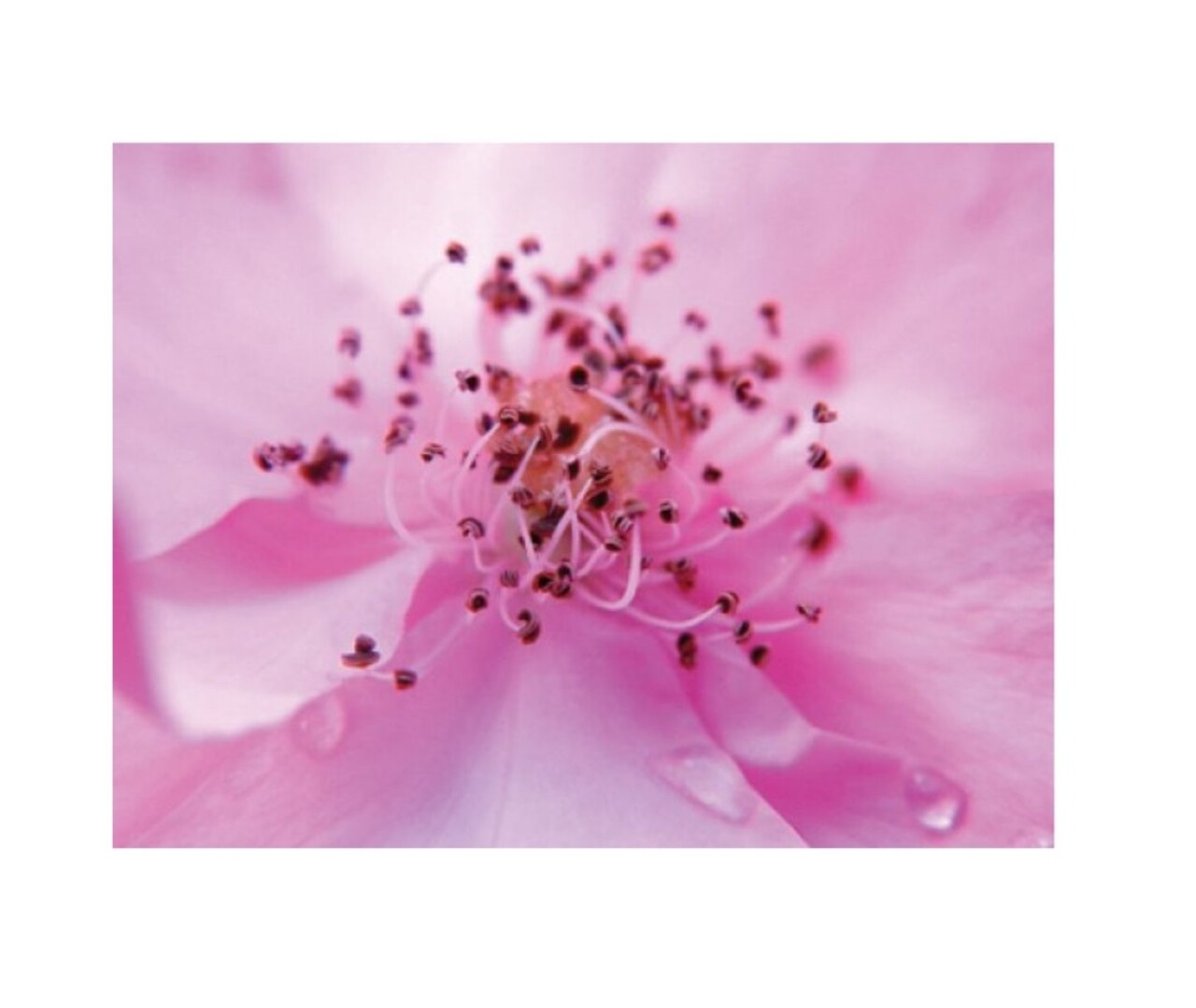 Rezerva odorizant pentru camera Secret, 250ml, Spring Air - imagine 2