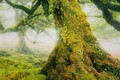 Tablou decorativ Forest, Mauro Ferretti, 60x90 cm, canvas/lemn de pin/plastic, multicolor