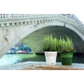 Ghiveci cu farfurie Cloe, 15 cm, plastic, alb/bej