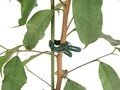 Set cleme pentru legat plante 25 piese, Flower Clips, Vetro-Plus, 2.6x4 cm