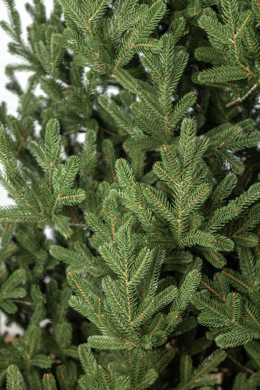 Brad artificial Christmas Deluxe by Sersimo, Viena Select, integral 3D, 210cm — imaginea 12
