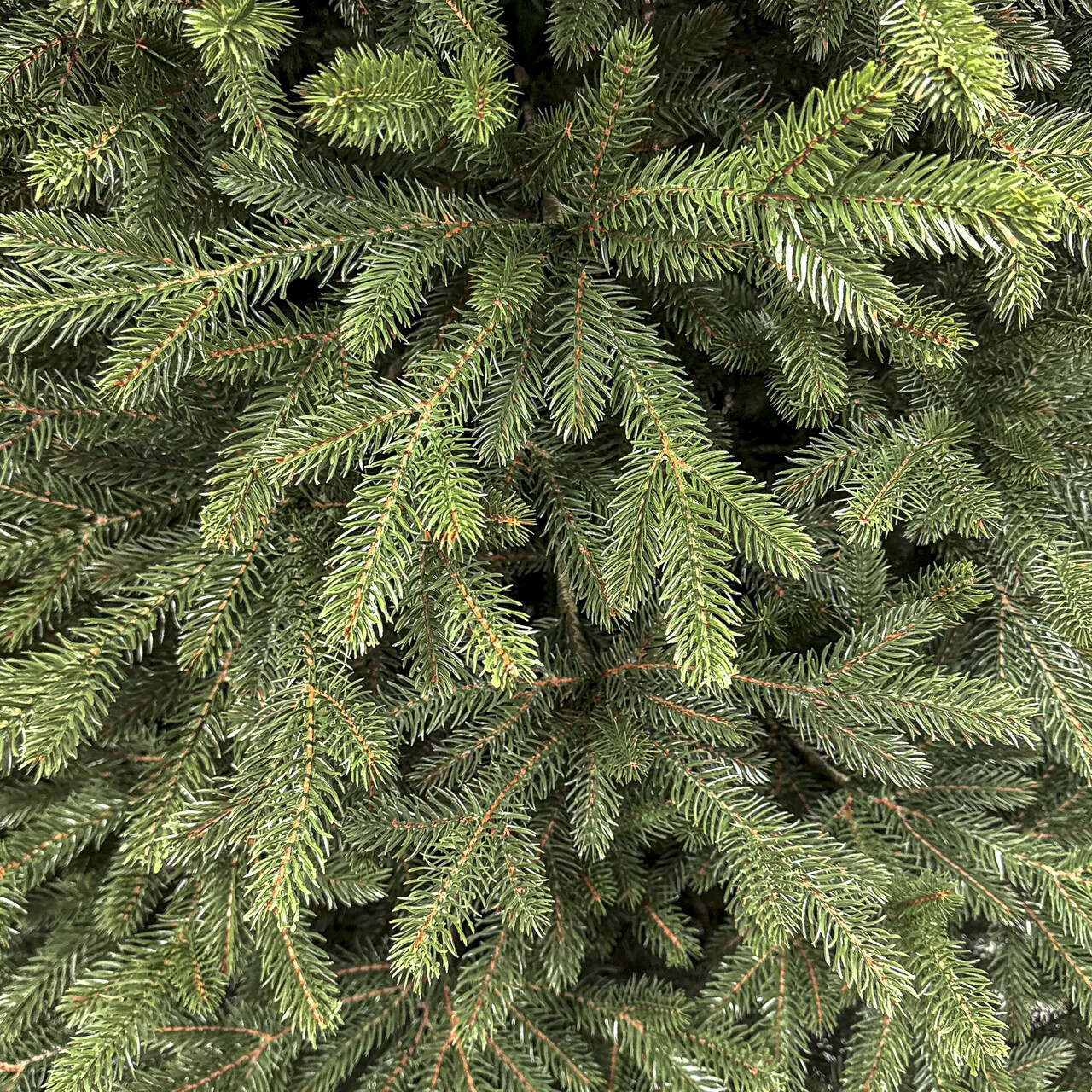 Brad artificial Christmas Deluxe by Sersimo, Alpin Select, integral 3D, 300 cm