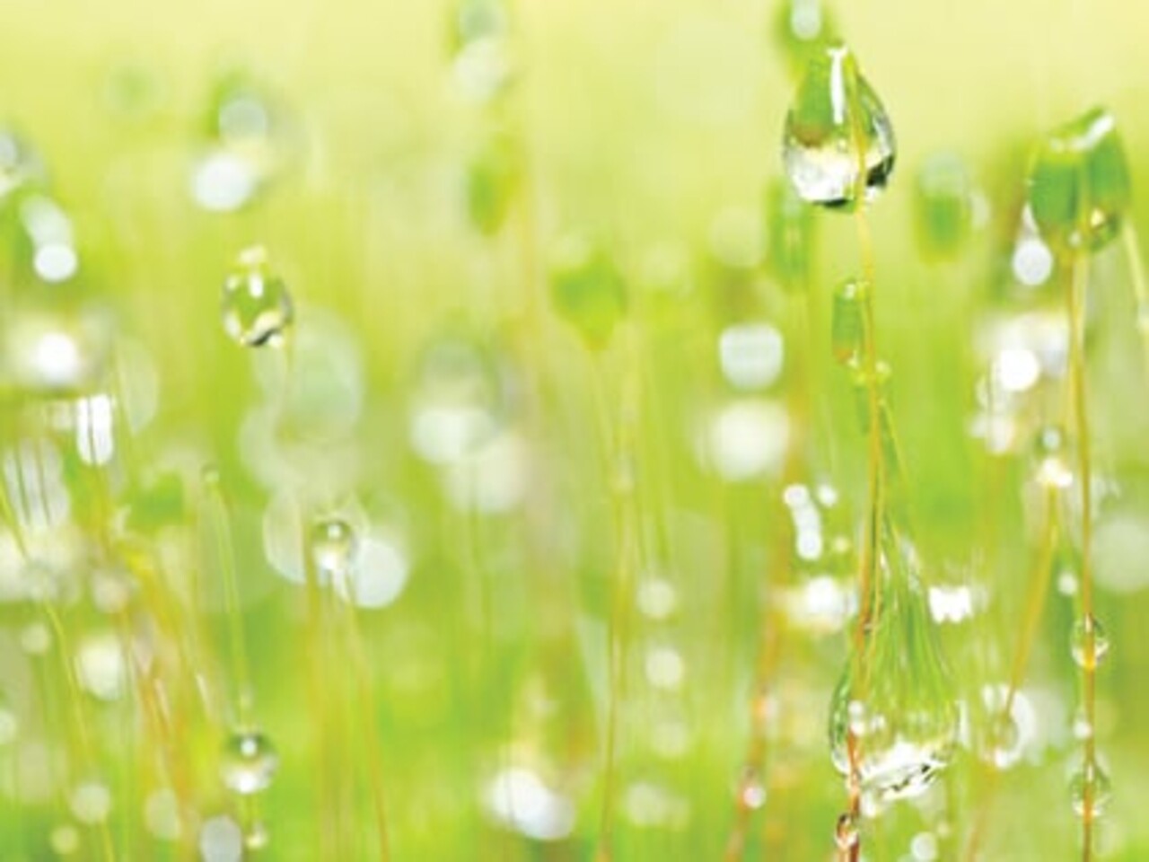 Rezerva odorizant pentru camera, Harmony, Spring Air, 250 ml - imagine 2