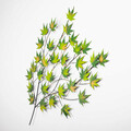Decoratiune de perete, Acer Palmatum, Metal, 92 x 116 cm, Multicolor