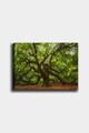Tablou decorativ, 553671223-5070, PÂNZĂ, Lemn (Grosime: 3 cm, Multicolor