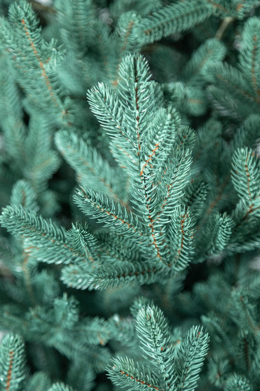 Brad artificial Christmas Deluxe by Sersimo, Viena Select argintiu, integral 3D, 230cm