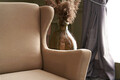 Fotoliu, Balcab Home, 825BLC2549, Lemn de fag, Crem