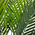 Planta artificiala palmier Tropical Zone, Homla, 90 cm, plastic, verde