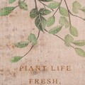 Decoratiune de perete Plant Life, Creaciones Meng, 33x38 cm, in/lemn de brad chinezesc