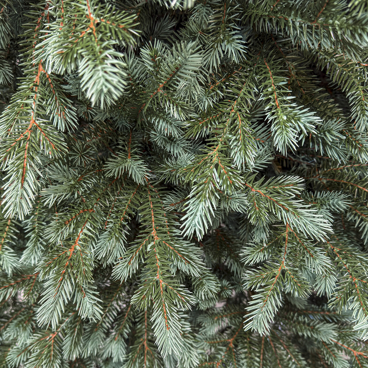 Brad artificial Christmas Deluxe by Sersimo, Alaska Select verde argintiu, integral 3D, 250 cm - view 9