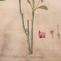 Decoratiune de perete Ophioxylum, Creaciones Meng, 44x73 cm, canvas/lemn de brad chinezesc