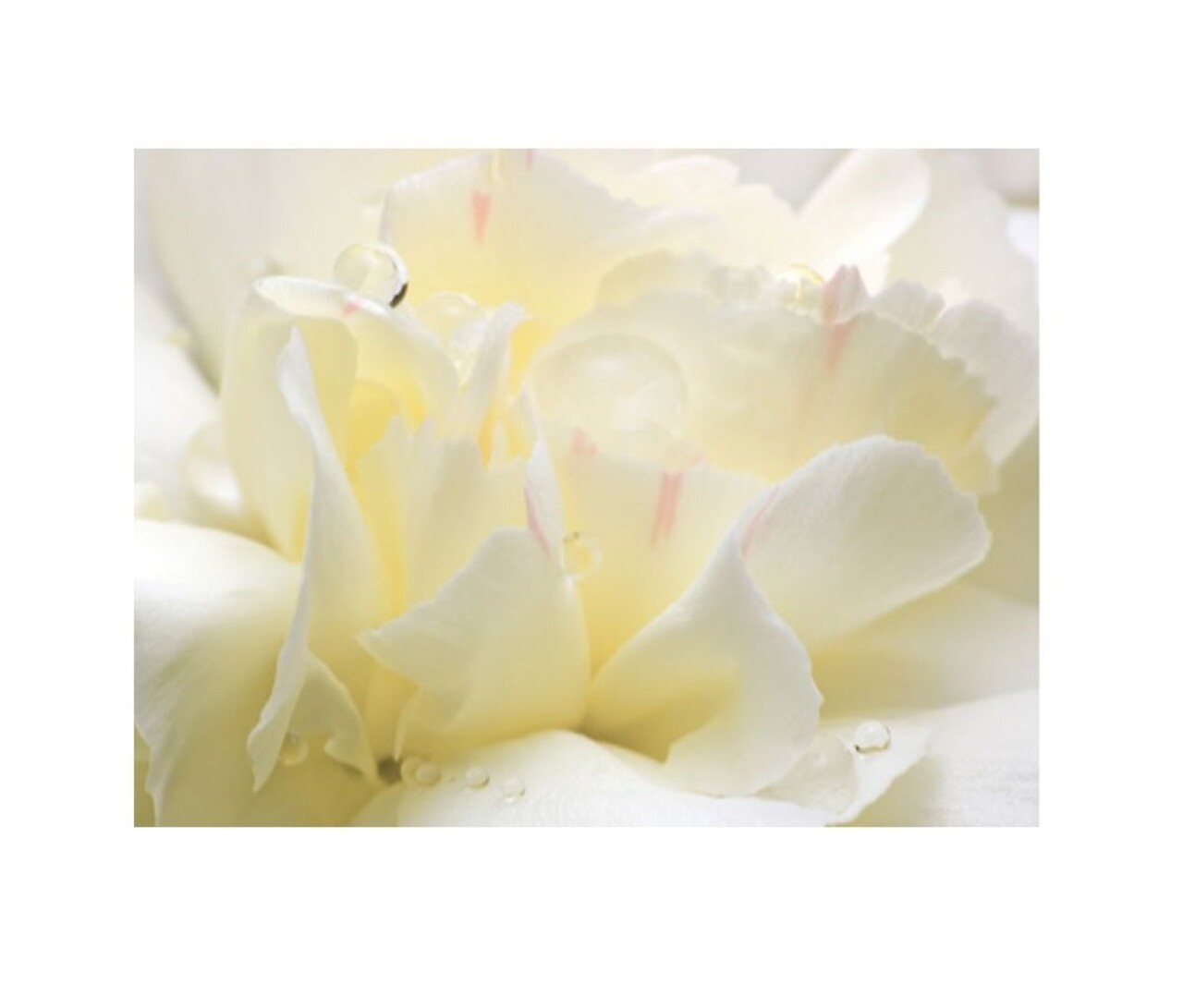 Rezerva odorizant pentru camera, White Flowers, 250 ml, Spring Air - imagine 2